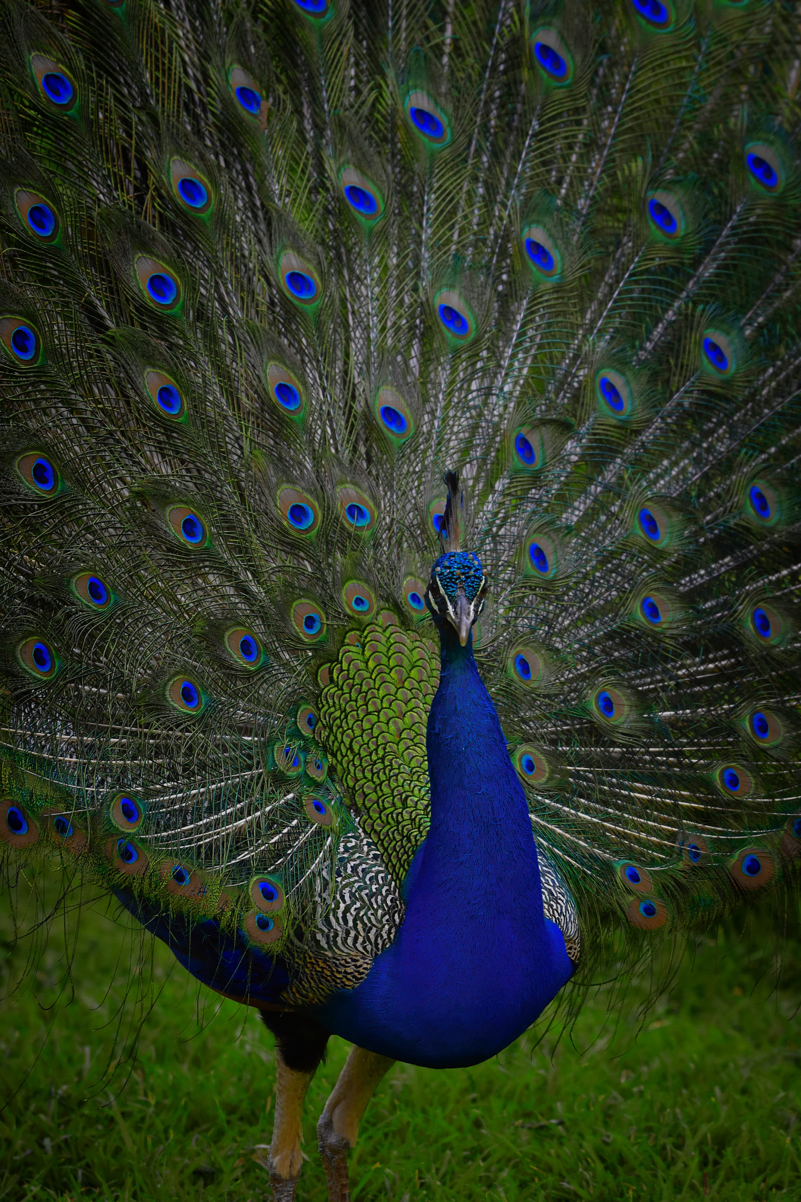 Peacock