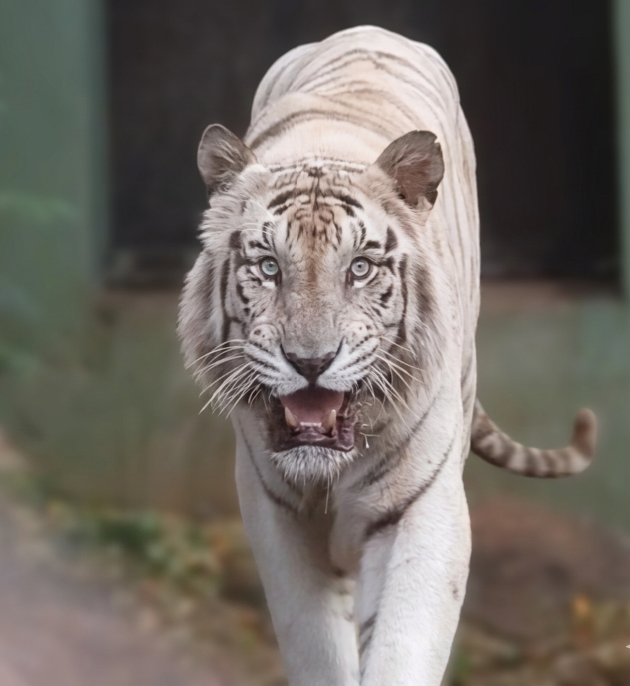 White tiger