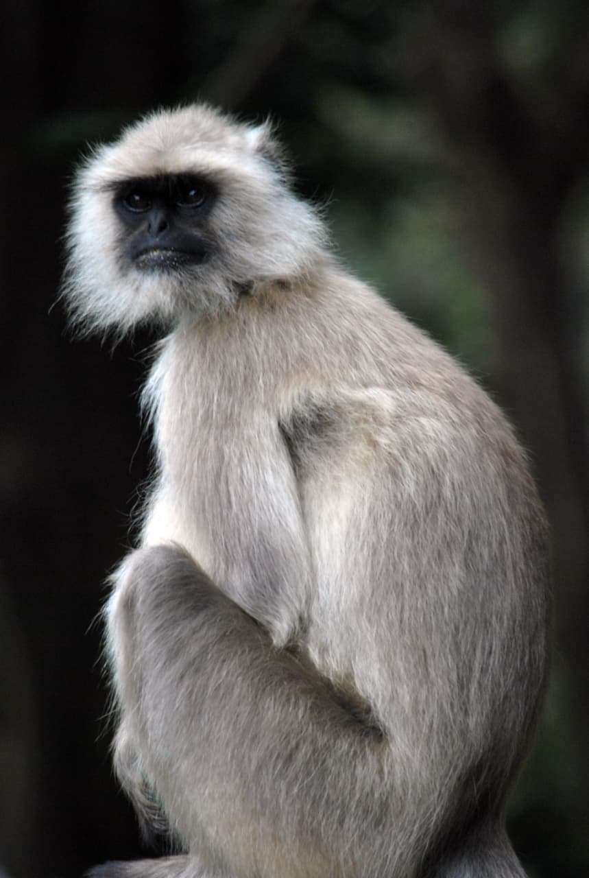 Common langur primates